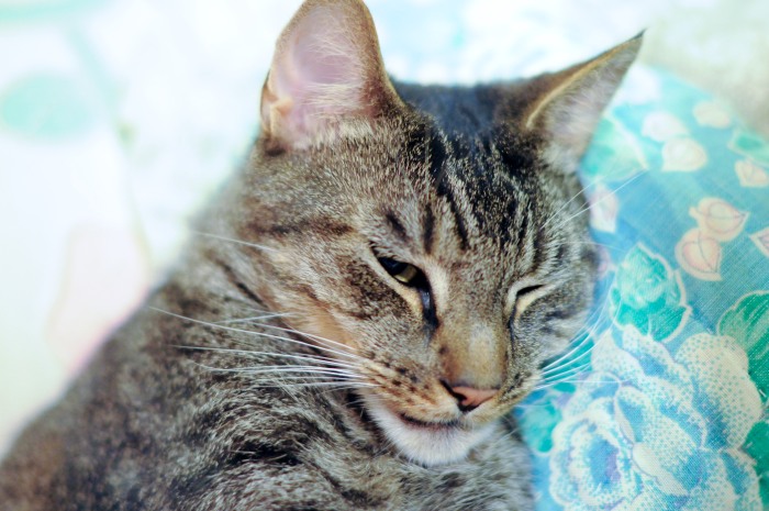 antique shop cat